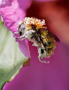 'Bee Pollen'