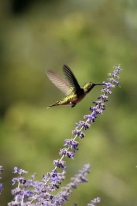 Many flowers that attract butterflies are also flowers for hummingbirds.