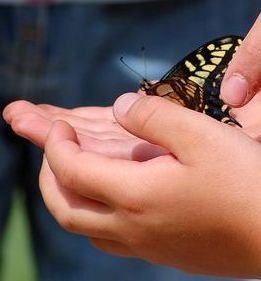Release butterfly immediately back into nature.
